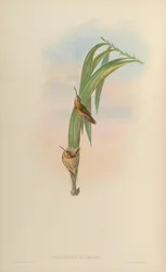 Phaethornis pygmaeus = Phaethornis ruber ruber